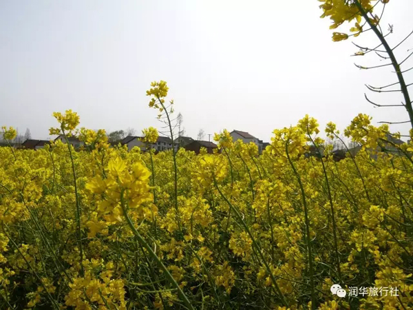 漢中：油菜花開了